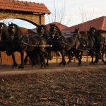 Frizijski konji na prodaju (Sličice 2)