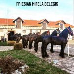 Frizijski konji na prodaju (Sličice 3)