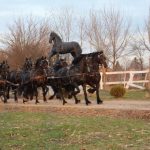 Frizijski konji na prodaju (Sličice 4)