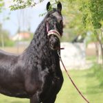 Frizijski konji na prodaju (Sličice 5)